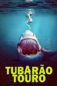 Tubarão-Touro